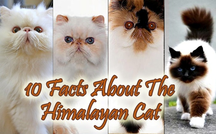 10-facts-himalayan-cat-youll-himalayas