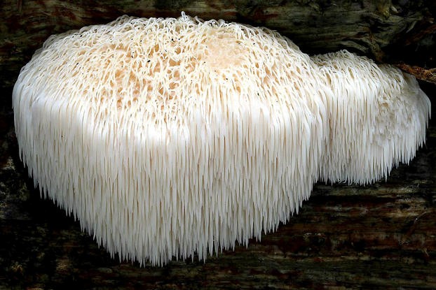 Bearded Tooth Mushroom