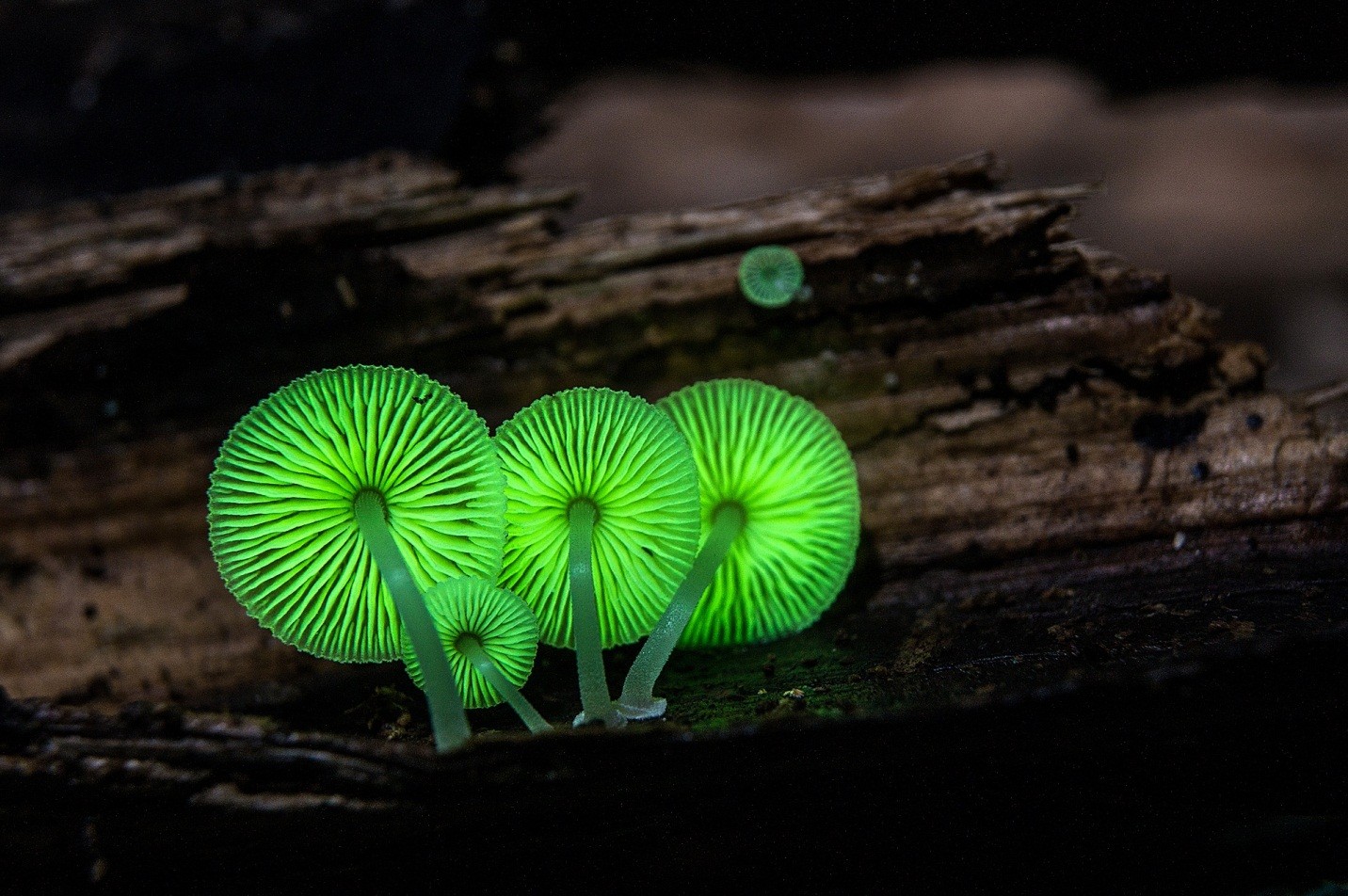 Bioluminescent Fungus