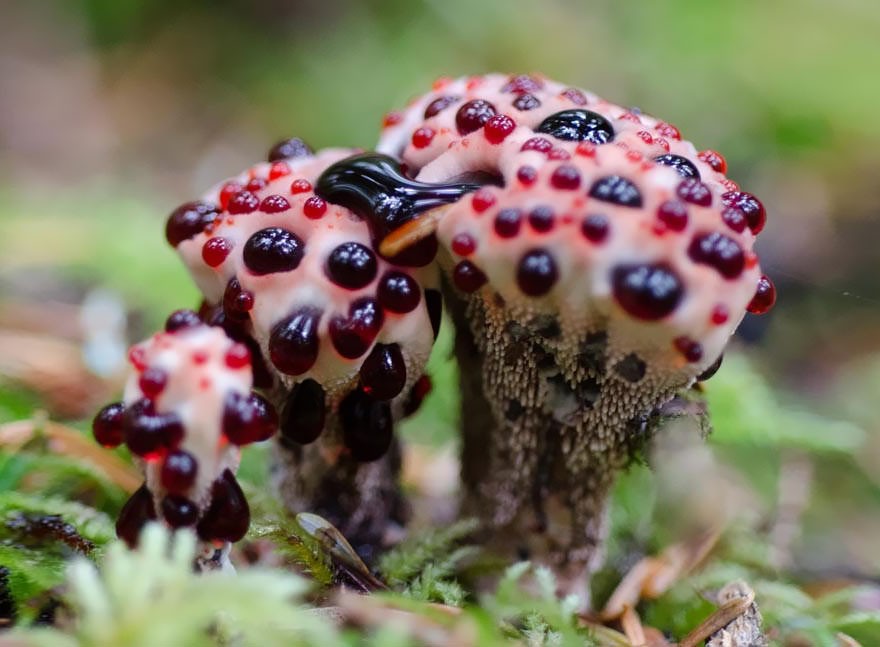 Bleeding Tooth Fungus