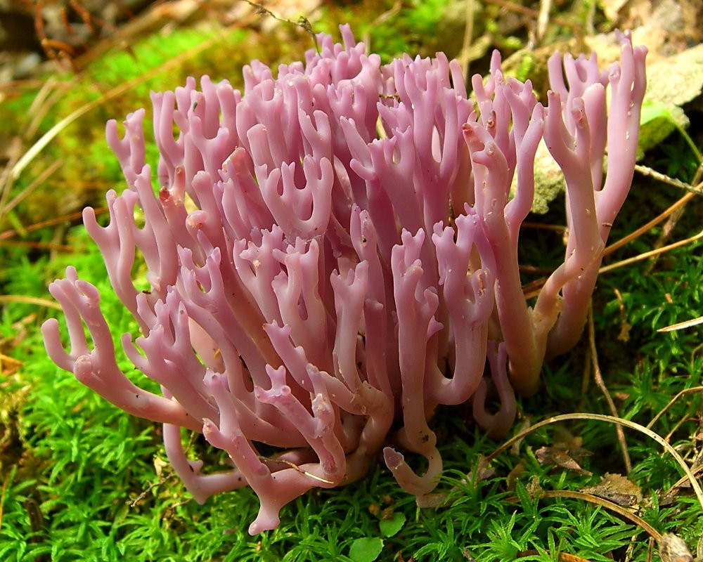 Coral Fungus