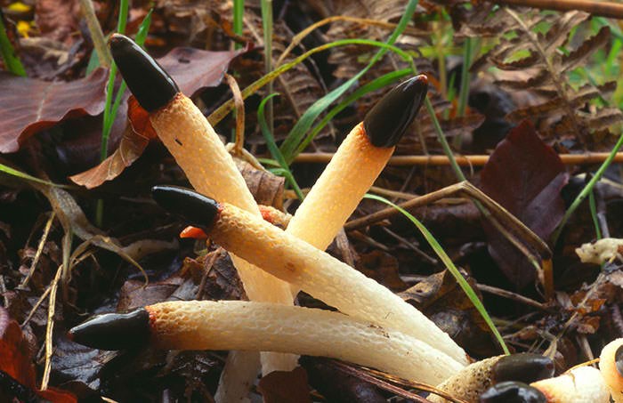 Dog Stinkhorn