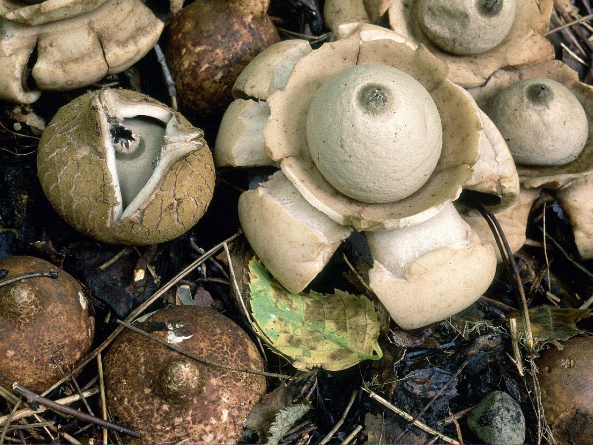 Earthstar Puffball