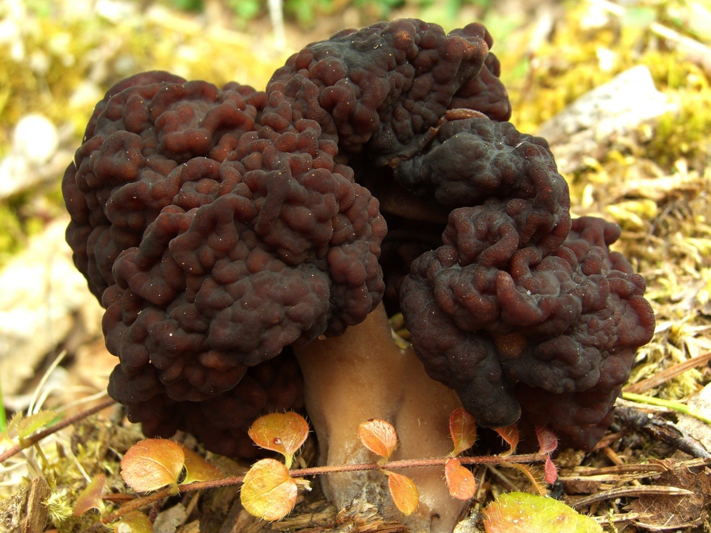 False Morel