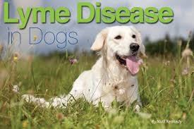 Lyme Disease Symptoms in Dogs and The 10 Most Serious Pet Diseases that every Dog Lover Should Know