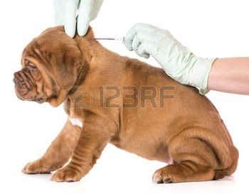 Parvovirus