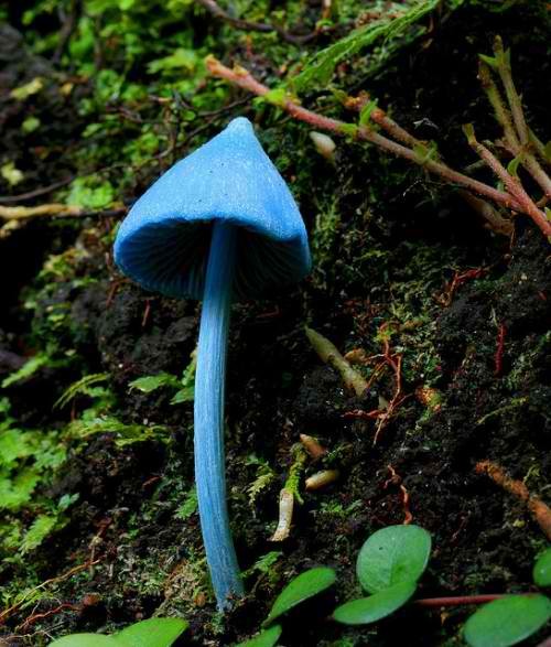 Sky Blue Mushroom