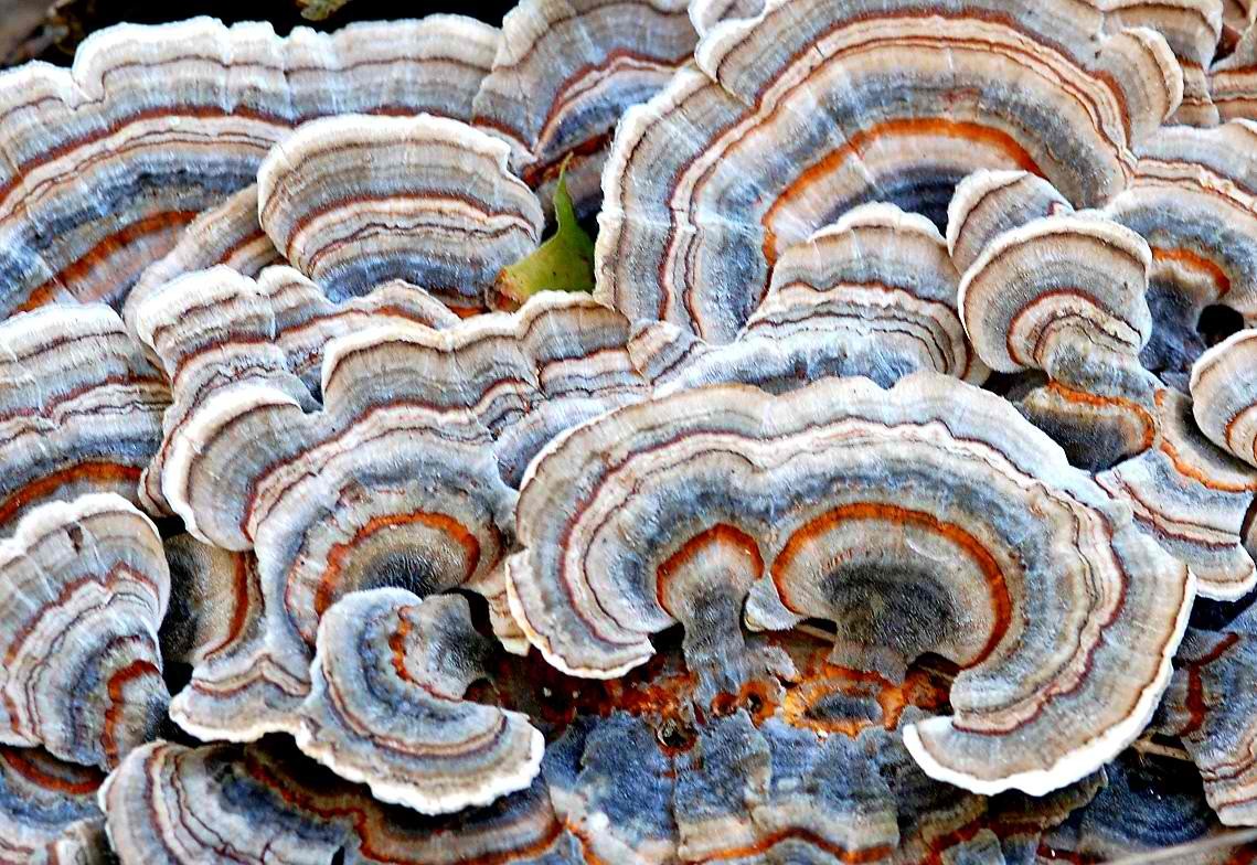 Turkey Tail Mushroom