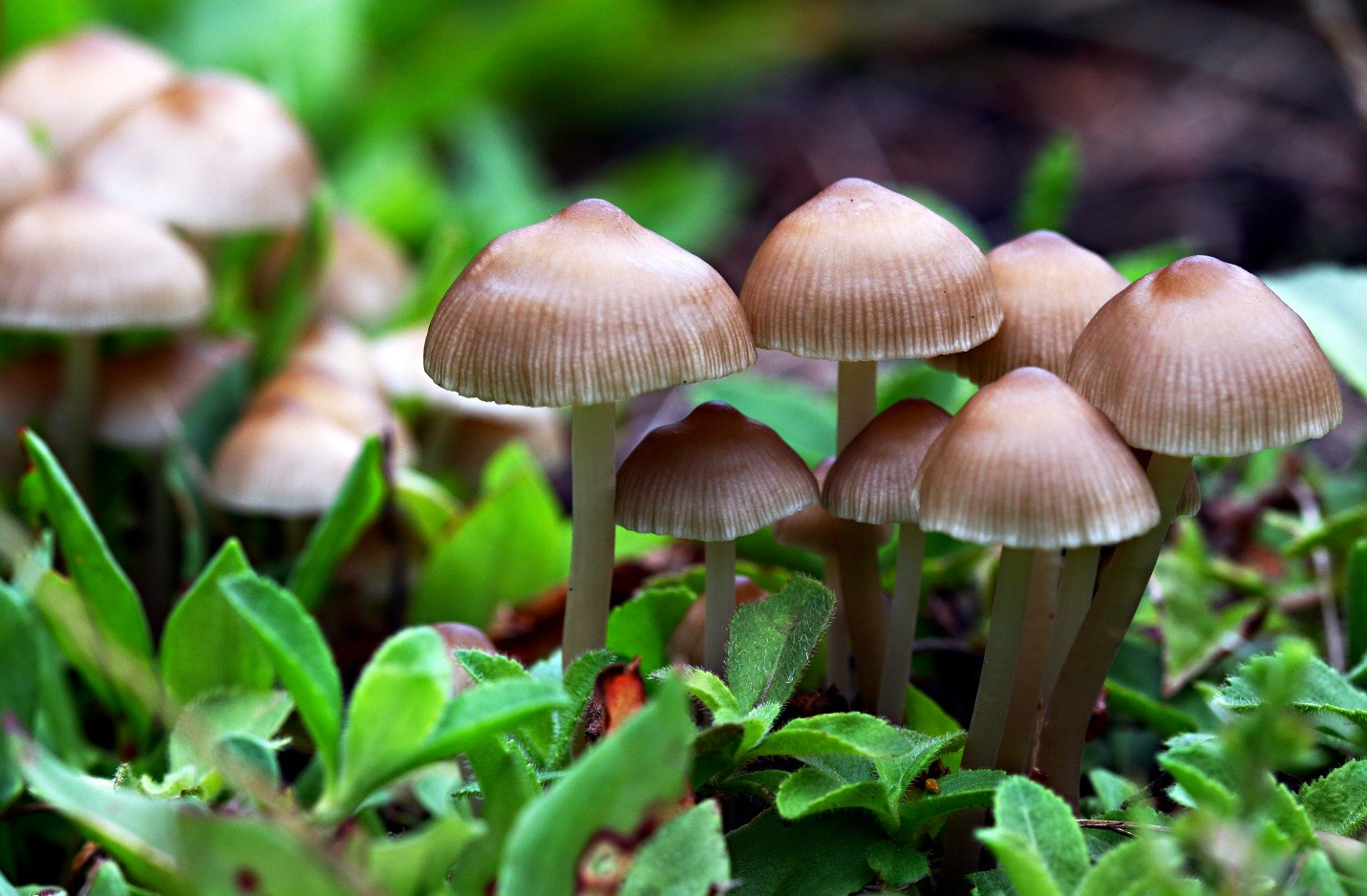 10 Most Bizarre Mushrooms And Fungi You Should Definitely Check