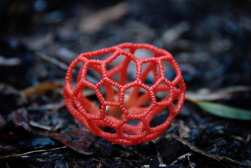 Red Cage Fungus